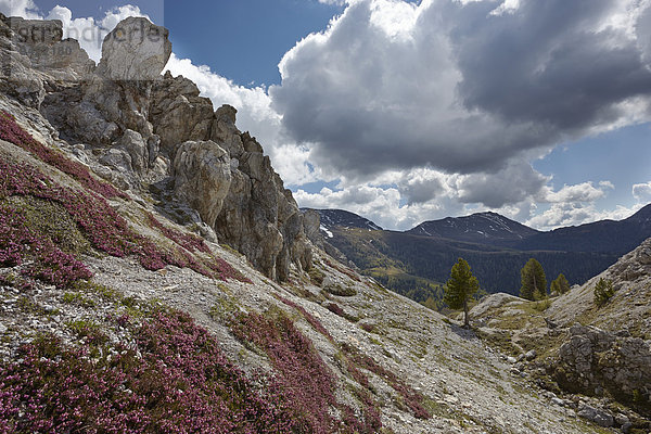 Felsen unter Eisentalhöhe  Biosphärenpark Nockberge  Kärnten  Österreich