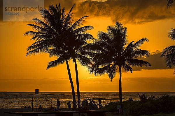 Palmen im Gegenlicht  Kaua?i  Hawaii  USA