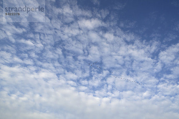 Schäfchenwolken  Altocumulus  mit Kranichen (Grus grus) im Formationsflug  Deutschland