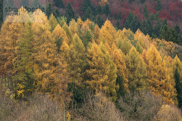 Lärchenwald (Larix decidua) in der Herbstfärbung  Fränkische Schweiz  Bayern  Deutschland