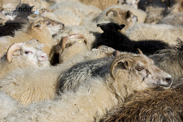 Schafe dicht gedrängt im Pferch  Schafabtrieb  bei Höfn  Island