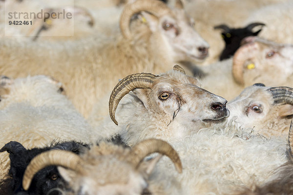 Schafe dichtgedrängt im Pferch  Schafabtrieb  bei Höfn  Island