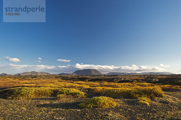 Herbstliche Laubeinfärbung  Gebiet des Mývatn  Norðurland eystra  Island