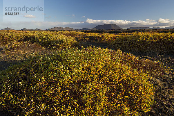 Herbstliche Laubeinfärbung  Gebiet des Mývatn  Norðurland eystra  Island