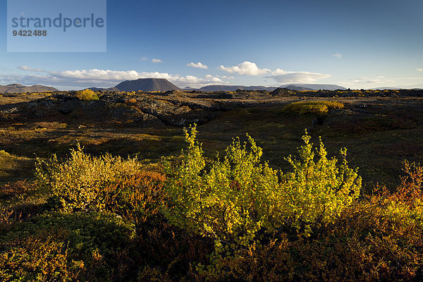 Herbstliche Laubeinfärbung  Gebiet des Mývatn  Norðurland eystra  Island