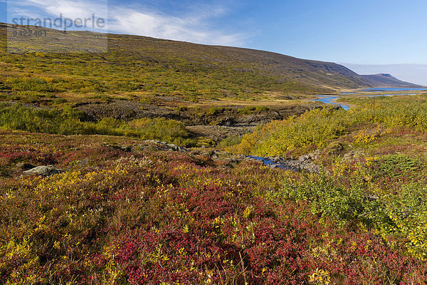 Herbstliche Laubeinfärbung  nahe See Lagarfljót  bei Egilsstaðir  Ostisland  Island