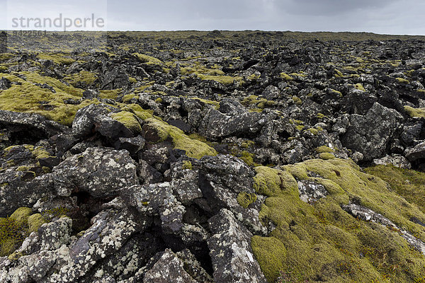 Verlängertes Zackenmützenmoos (Niphotrichum elongatum) zwischen Lava  Lavafeld  Reykjanes  Island