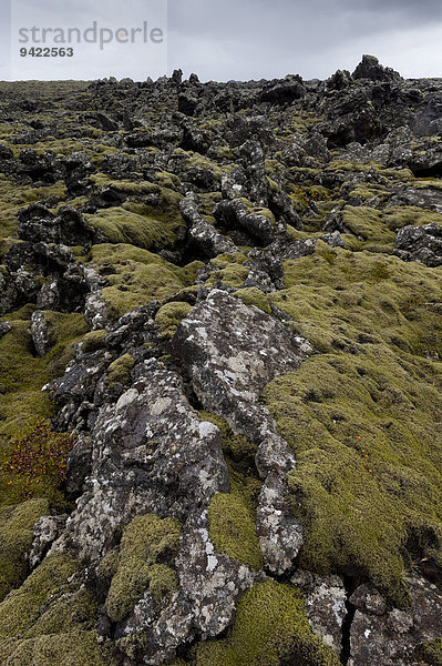 Verlängertes Zackenmützenmoos (Niphotrichum elongatum)  Lava  Lavafeld  Reykjanes  Island