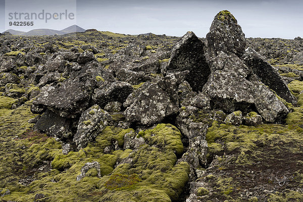 Verlängertes Zackenmützenmoos (Niphotrichum elongatum)  Lava  Lavafeld  Reykjanes  Island