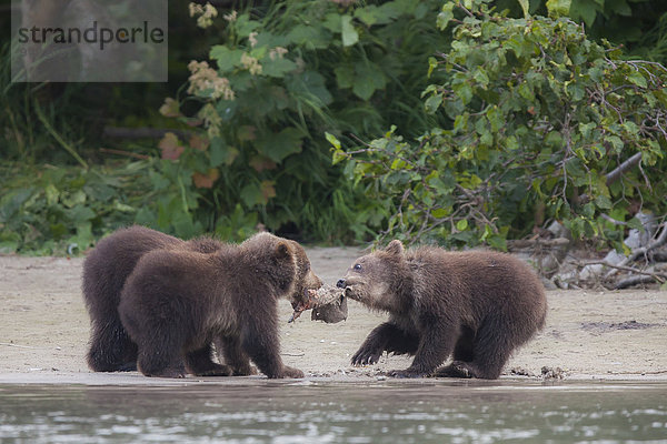 Braunbär (Ursus arctos)  Jungtiere fressen  Kamtschatka  Russland