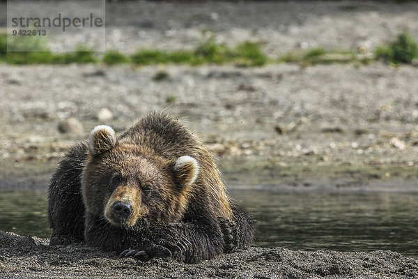 Braunbär (Ursus arctos)  schläft  Kamtschatka  Russland