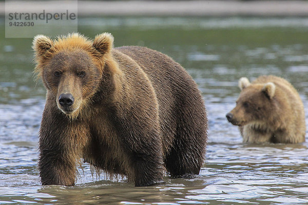 Braunbär (Ursus arctos)  Muttertier mit Jungtier Kamtschatka  Russland