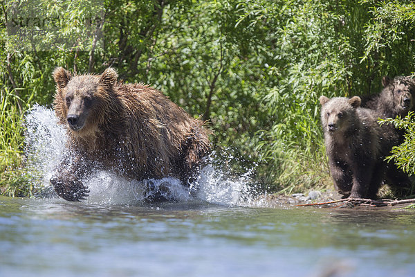 Braunbär (Ursus arctos)  Muttertier jagdt  Kamtschatka  Russland