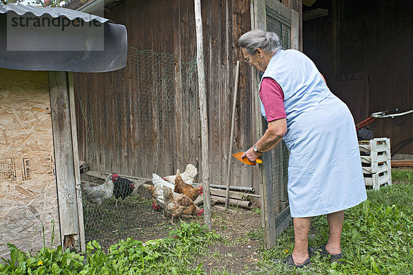Bäuerin arbeitet am Hof  Hühner füttern  Bauernhof der Familie Kreutner  Schwaz  Tirol  Österreich