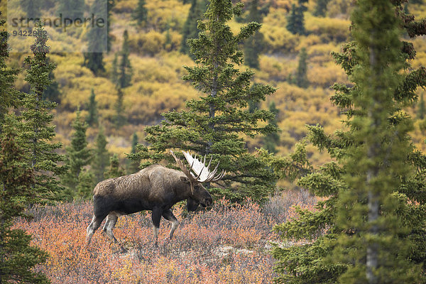 Elch (Alces alces)  Elchbulle  Denali-Nationalpark  Alaska  USA