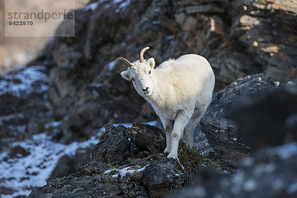 Dallschaf (Ovis dalli)  Denali-Nationalpark  Alaska  USA