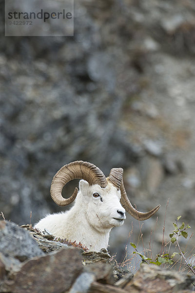 Dallschaf (Ovis dalli)  Denali-Nationalpark  Alaska  USA