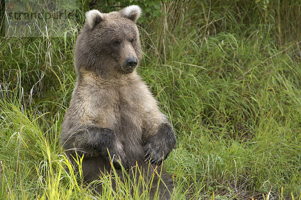 Braunbär (Ursus arctos)  aufrecht sitzend  Katmai-Nationalpark  Alaska  USA