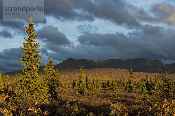 Herbstliche Landschaft  Denali-Nationalpark  Alaska  USA