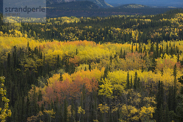 Herbstliche Landschaft  Denali-Nationalpark  Alaska  USA