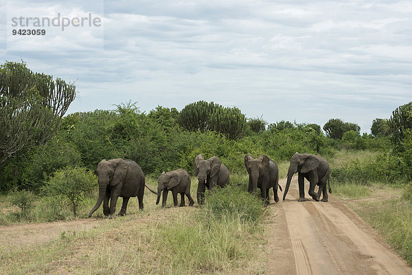 Afrikanische Elefanten (Loxodonta africana)  Herde quert Straße  Queen-Elizabeth-Nationalpark  Uganda