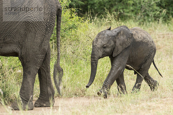 Afrikanische Elefanten (Loxodonta africana)  Jungtier folgt Muttertier  Queen-Elizabeth-Nationalpark  Uganda