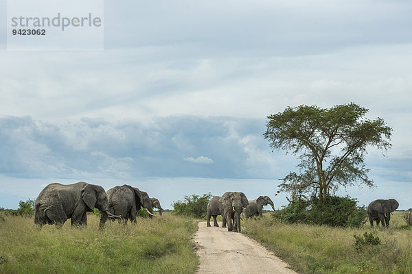 Afrikanische Elefanten (Loxodonta africana)  Herde auf Straße  Queen-Elizabeth-Nationalpark  Uganda