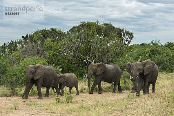 Afrikanische Elefanten (Loxodonta africana)  Herde  Queen-Elizabeth-Nationalpark  Uganda