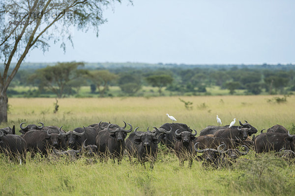 Kaffernbüffel (Syncerus caffer)  Lake-Mburo-Nationalpark  Uganda