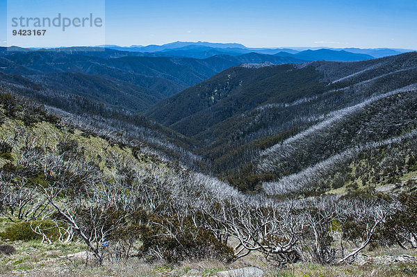 Blick auf Gebirgszug der Australischen Alpen  Victoria  Australien