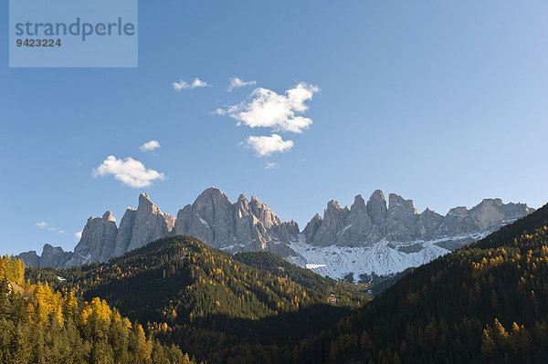 Bergwald im Herbst  Geisler Spitzen  Geislergruppe  Naturpark Puez-Geisler  Dolomiten  Alpen  Villnöß  Villnößtal  Südtirol  Trentino-Südtirol  Italien