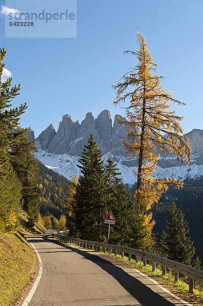 Gebirgs-Straße  Europäische Lärche (Larix decidua)  Bergwald im Herbst  Geisler Spitzen  Geislergruppe  Naturpark Puez-Geisler  Dolomiten  Alpen  Villnöß  Villnößal  Südtirol  Trentino-Südtirol  Italien
