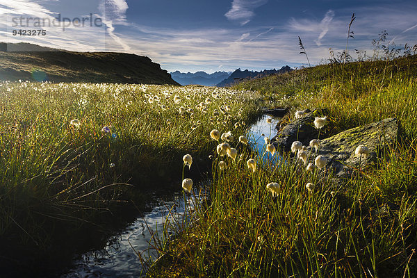 Wollgräser (Eriophorum) mit Bach und Berggipfeln  Gargellen  Montafon  Vorarlberg  Österreich