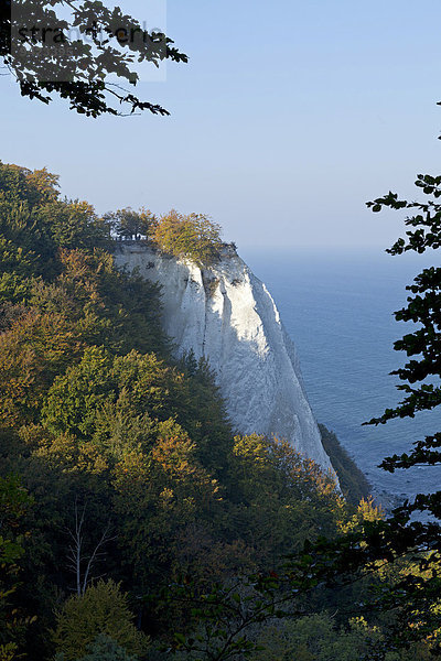 Königsstuhl  Nationalpark Jasmund  Insel Rügen  Mecklenburg-Vorpommern  Deutschland