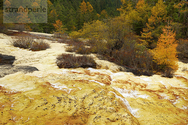 Kalkterrasse in herbstlich verfärbter Umgebung  Huanglong Nationalpark  Provinz Sichuan  China
