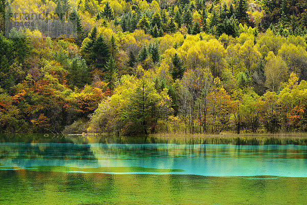 Fünf-Blumen-See in herbstlich verfärbter Umgebung  Jiuzhaigou Nationalpark  UNESCO-Weltnaturerbe  Provinz Sichuan  China