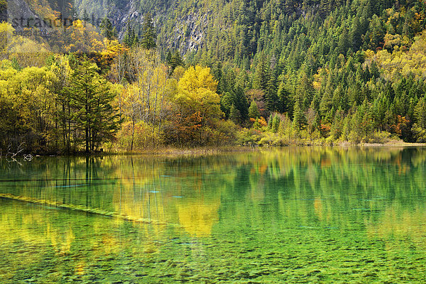 Fünf-Blumen-See in herbstlich verfärbter Umgebung  Jiuzhaigou Nationalpark  UNESCO-Weltnaturerbe  Provinz Sichuan  China