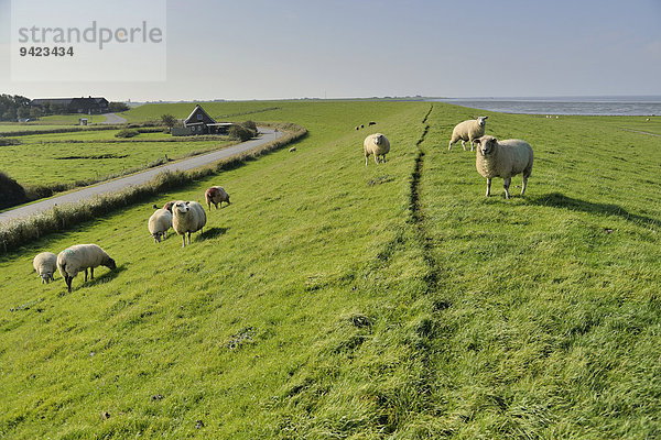 Schafe (Ovis aries) auf einem Deich  Insel Pellworm  Nordfriesland  Schleswig-Holstein  Deutschland