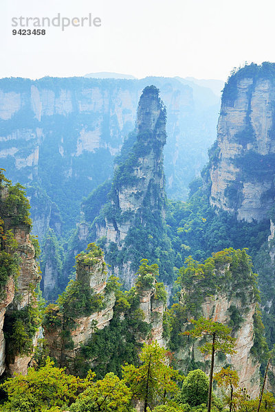 Avatar Berge mit senkrechten Felssäulen aus Quarzsandstein  Zhangjiajie Nationalpark  Provinz Hunan  China