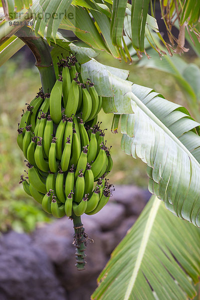Bananenstaude in Bananenplantage  Casa de la Seda  La Gomera  Kanarische Inseln  Spanien