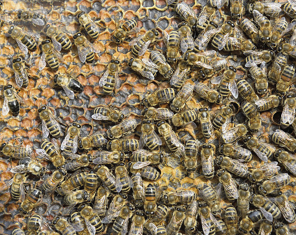 Honigbienen (Apis mellifera) auf Wabe mit gedeckelten Futterwaben  Winterbienen  Bayern  Deutschland