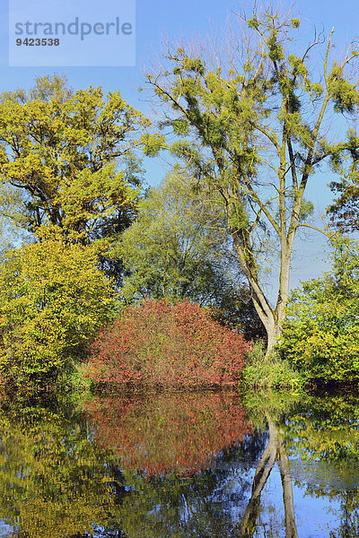 Bäume mit Mispeln (Viscum alba) spiegeln sich Chiemsee  bei Übersee  Oberbayern  Bayern  Deutschland