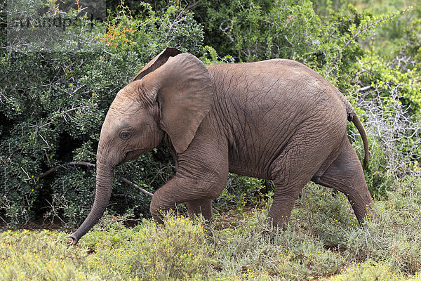 Afrikanischer Elefant (Loxodonta africana)  Jungtier  Addo Elephant Nationalpark  Ostkap  Südafrika