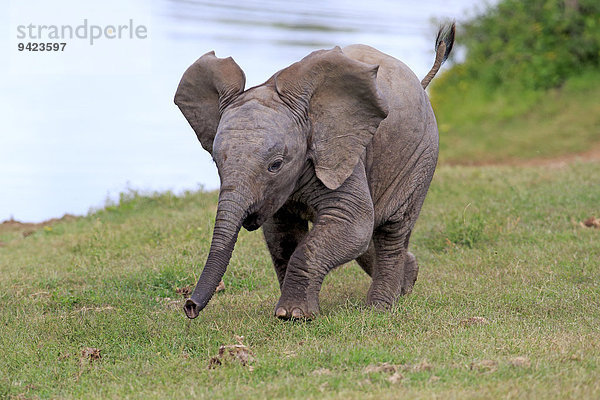 Afrikanischer Elefant  (Loxodonta africana)  Jungtier  läuft  Addo Elephant Nationalpark  Ostkap  Südafrika