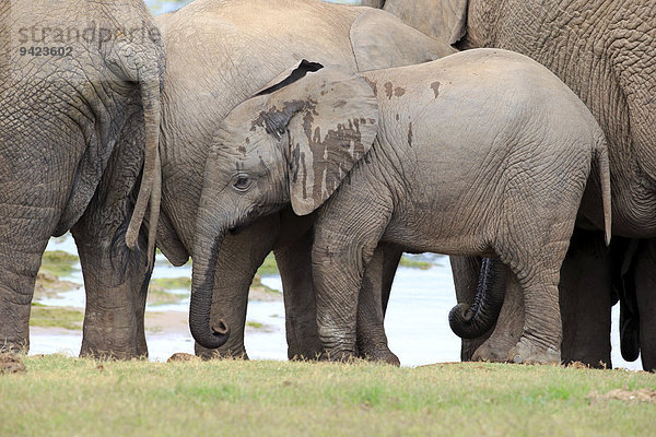 Afrikanischer Elefant  (Loxodonta africana)  Jungtier in Herde  Addo Elephant Nationalpark  Ostkap  Südafrika