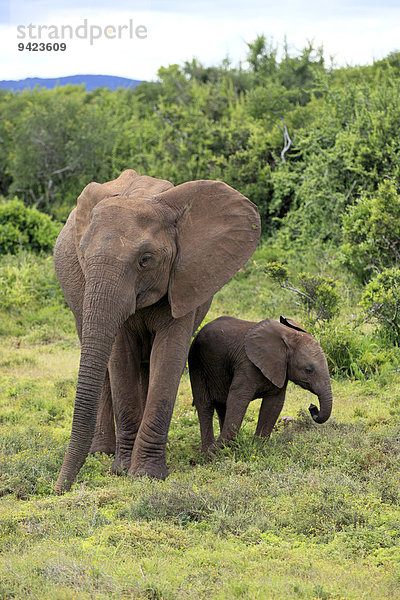 Afrikanischer Elefant  (Loxodonta africana)  Muttertier mit Jungtier auf Nahrungssuche  Addo Elephant Nationalpark  Ostkap  Südafrika