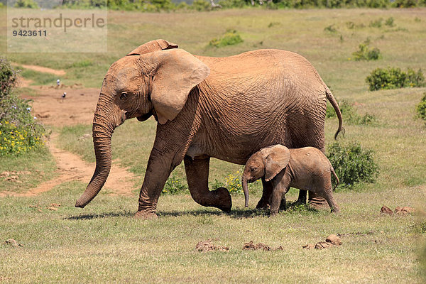 Afrikanische Elefanten (Loxodonta africana)  Weibchen mit Jungtier  Addo Elephant Nationalpark  Ostkap  Südafrika