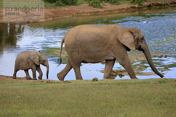 Afrikanische Elefanten (Loxodonta africana)  Weibchen mit Jungtier am Wasser  Addo Elephant Nationalpark  Ostkap  Südafrika