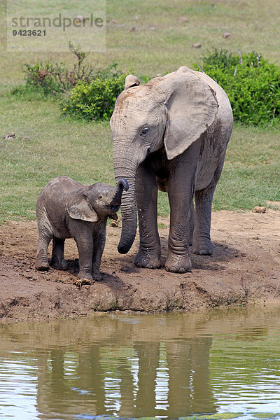 Afrikanische Elefanten (Loxodonta africana)  Weibchen mit Jungtier am Wasser  trinkend  Addo Elephant Nationalpark  Ostkap  Südafrika