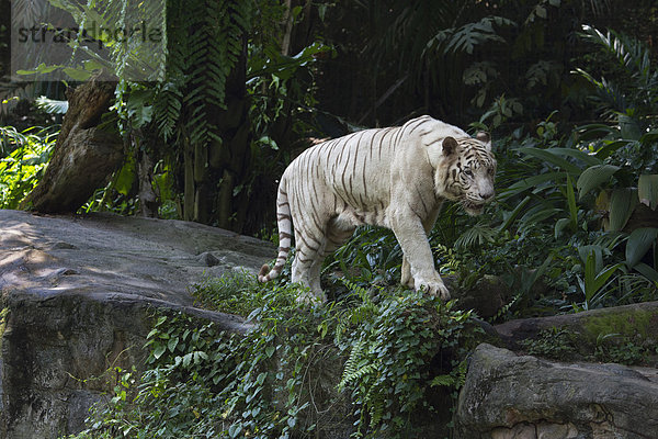 Weißer Königstiger (Panthera tigris tigris)  Singapur